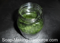 Spirulina Infusing in Mason Jar