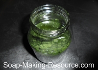 Spirulina Infusing in Mason Jar Spirulina Infusing in Mason Jar