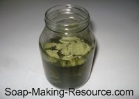 Comfrey Infusing in Mason Jar
