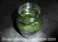 Spirulina Infusing in Mason Jar